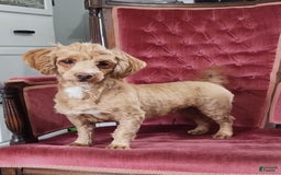 Havanese dogs for sale: Brooke - Image 8