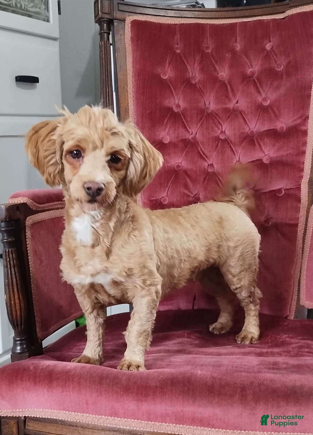 Havanese dogs for sale: Brooke - Image 8