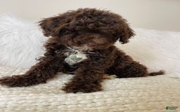 Mini Bernedoodle dogs for sale: Coco Bean - Image 2