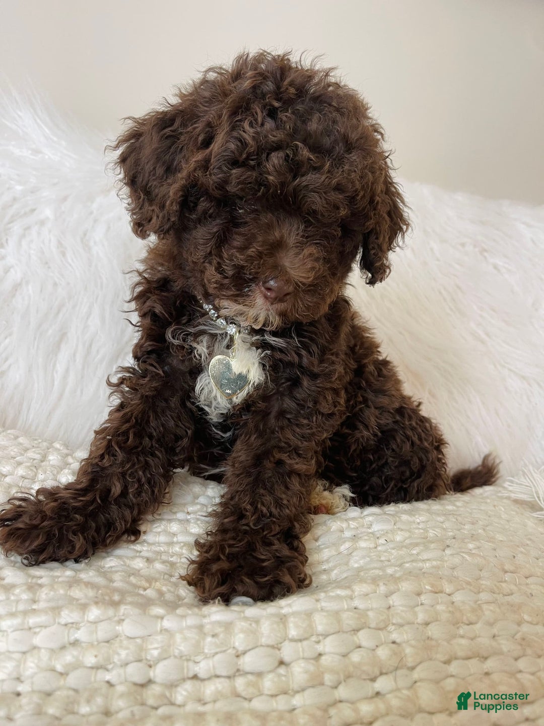 Mini Bernedoodle dogs for sale: Coco Bean - Image 2