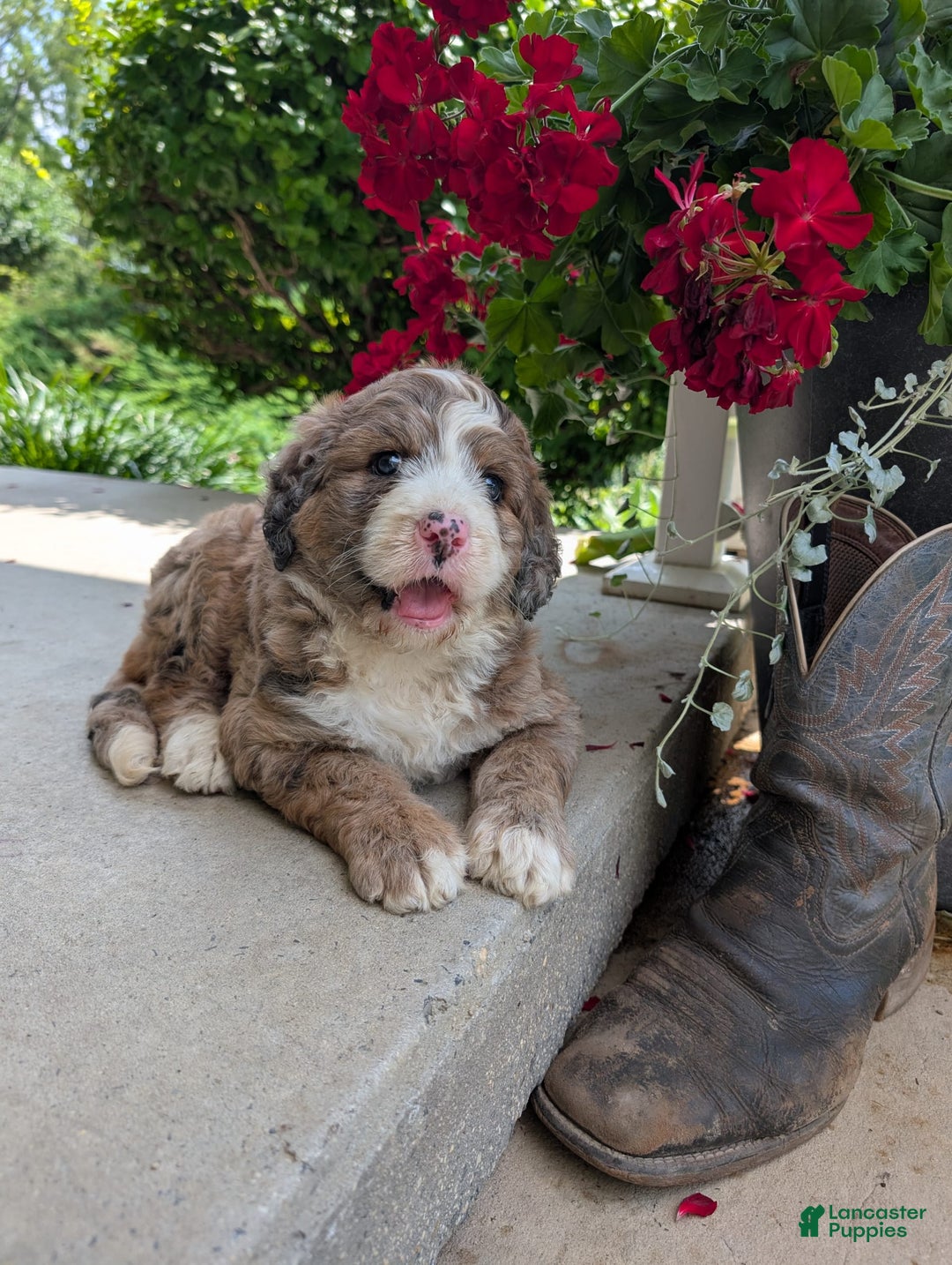 Bernedoodle dogs for sale: Dolly - Image 7