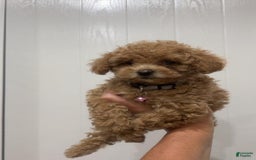 Toy Poodle dogs for sale: Missy Pink - Image 1