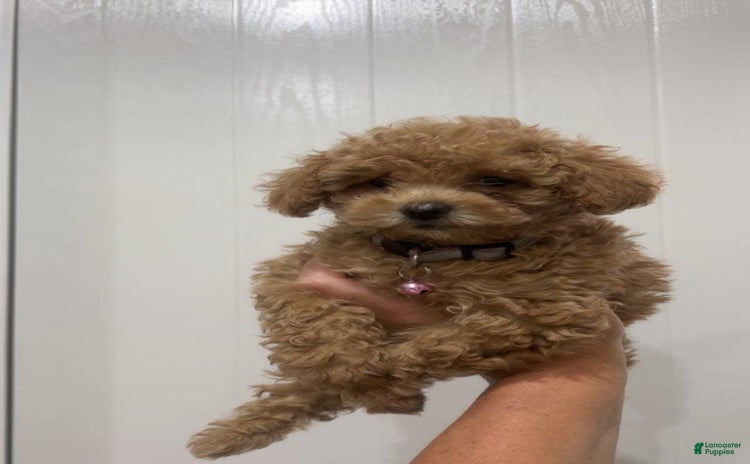 Toy Poodle dogs for sale - Ad 1