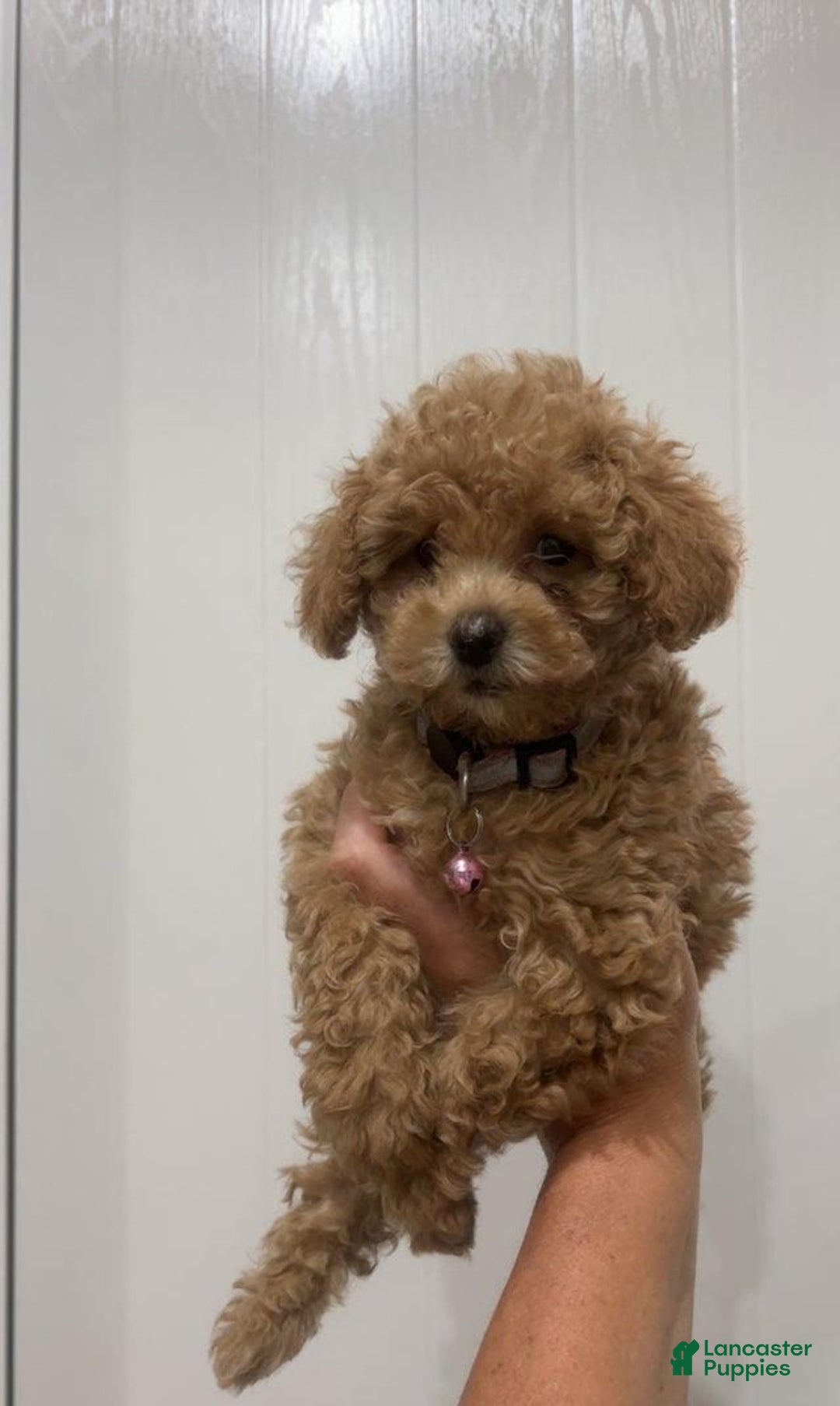 Toy Poodle dogs for sale: Missy Pink - Image 1