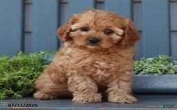 Cavapoo dogs for sale: Mia - Image 1