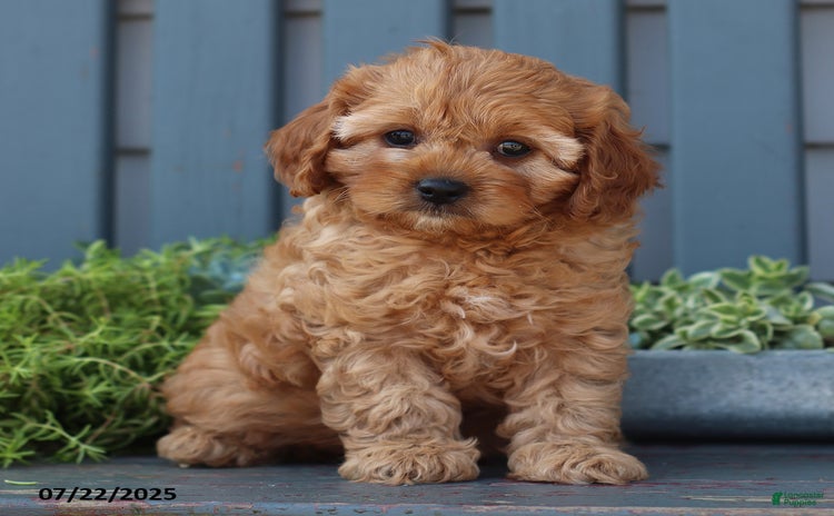 Cavapoo dogs for sale - Ad 2