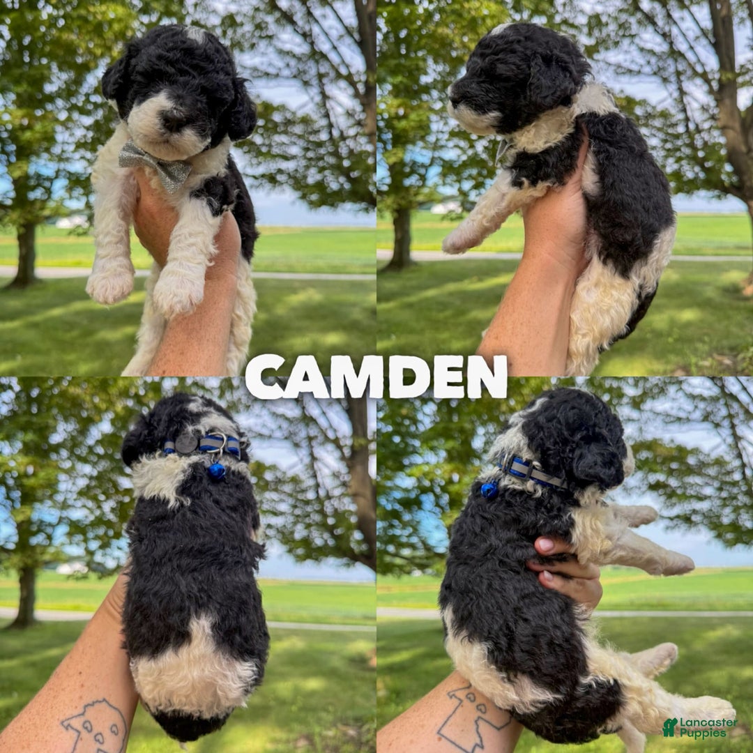 Saint Berdoodles dogs for sale: Camden - Standard F1b - Image 1