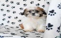Shih Tzu dogs for sale: Izzy - Image 7