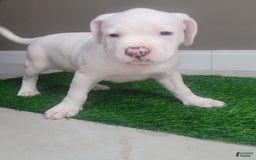 American Bully dogs for sale: Pearl - Image 1