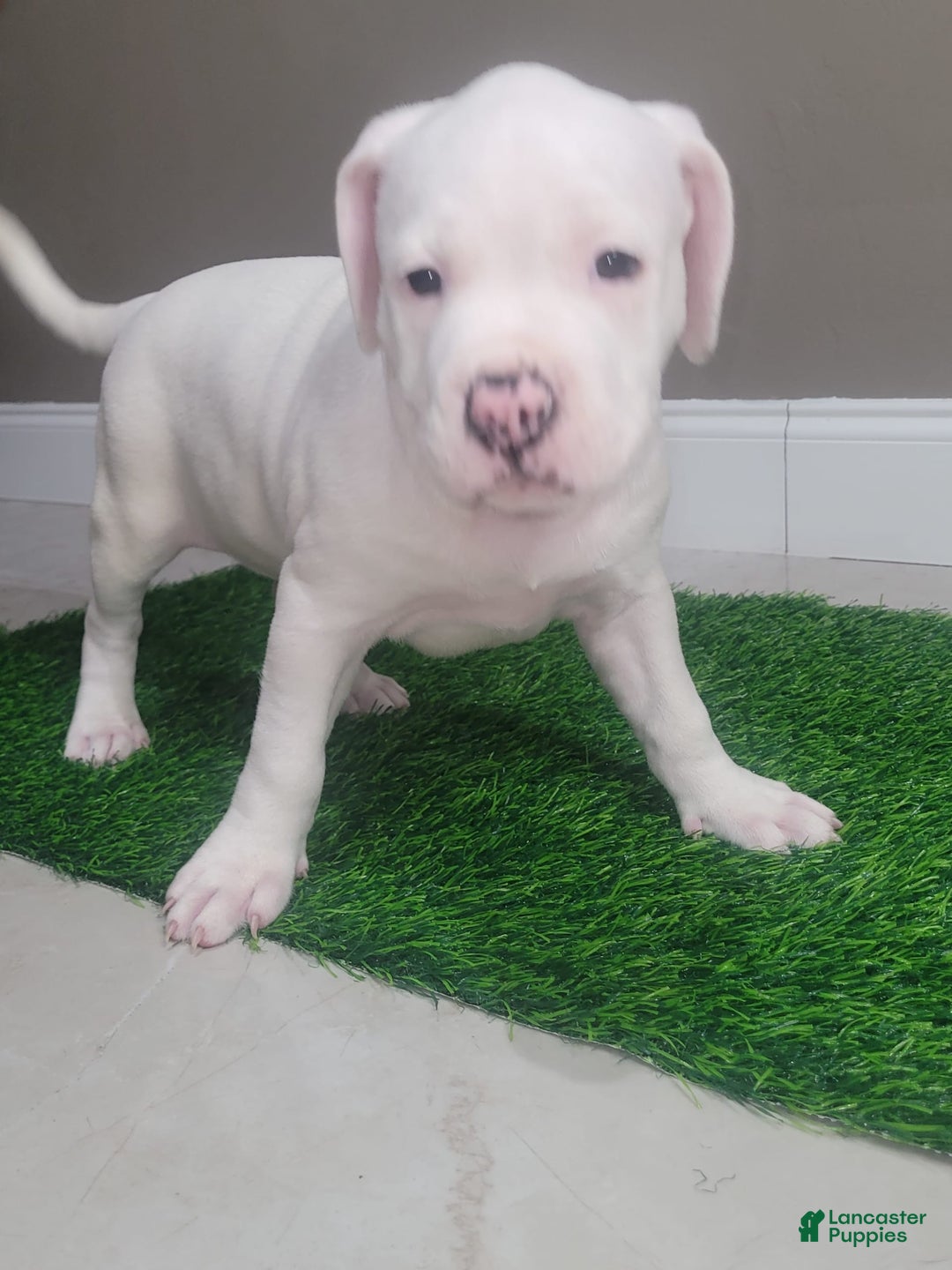 American Bully dogs for sale: Pearl - Image 1