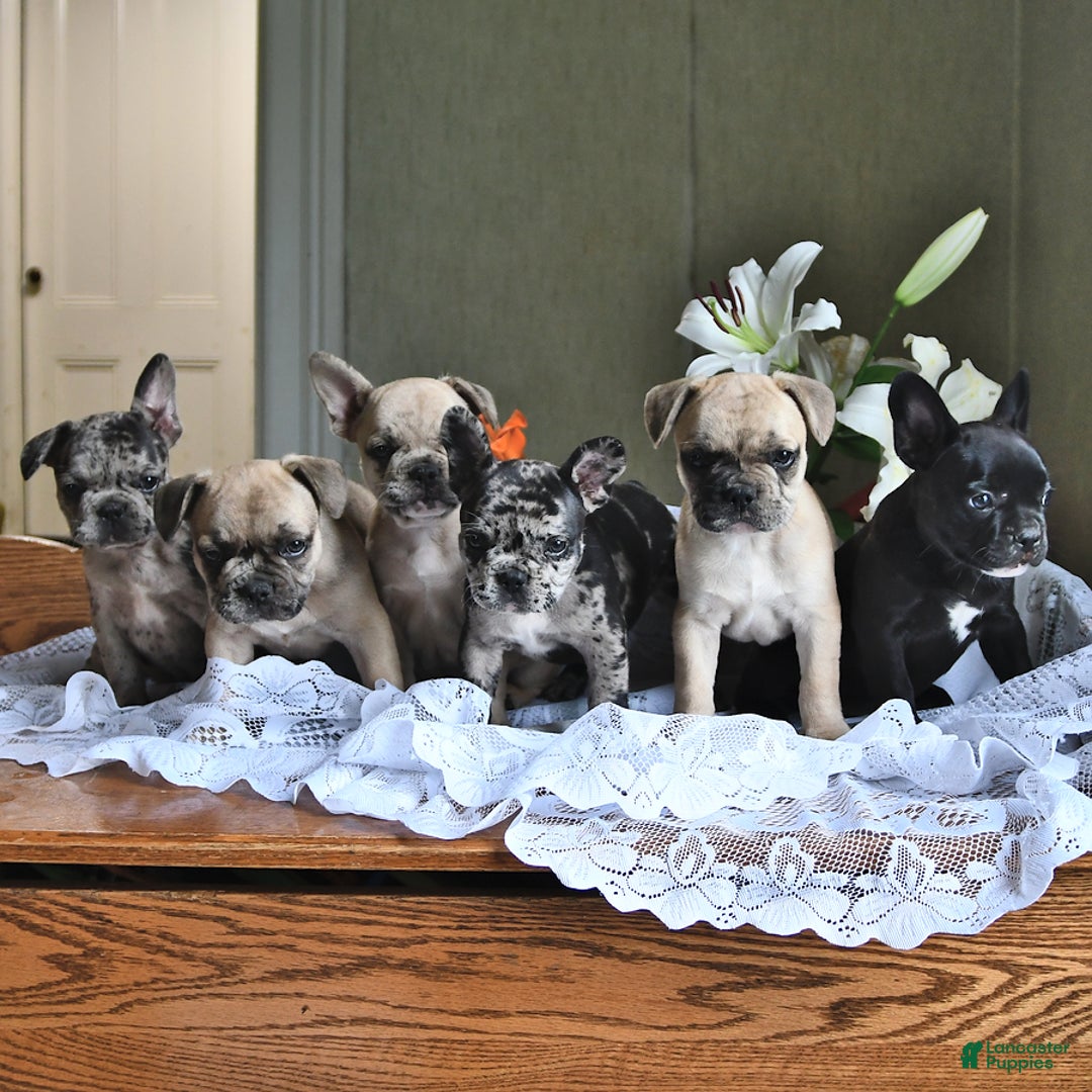 French Bulldog dogs for sale: Coco - Image 3