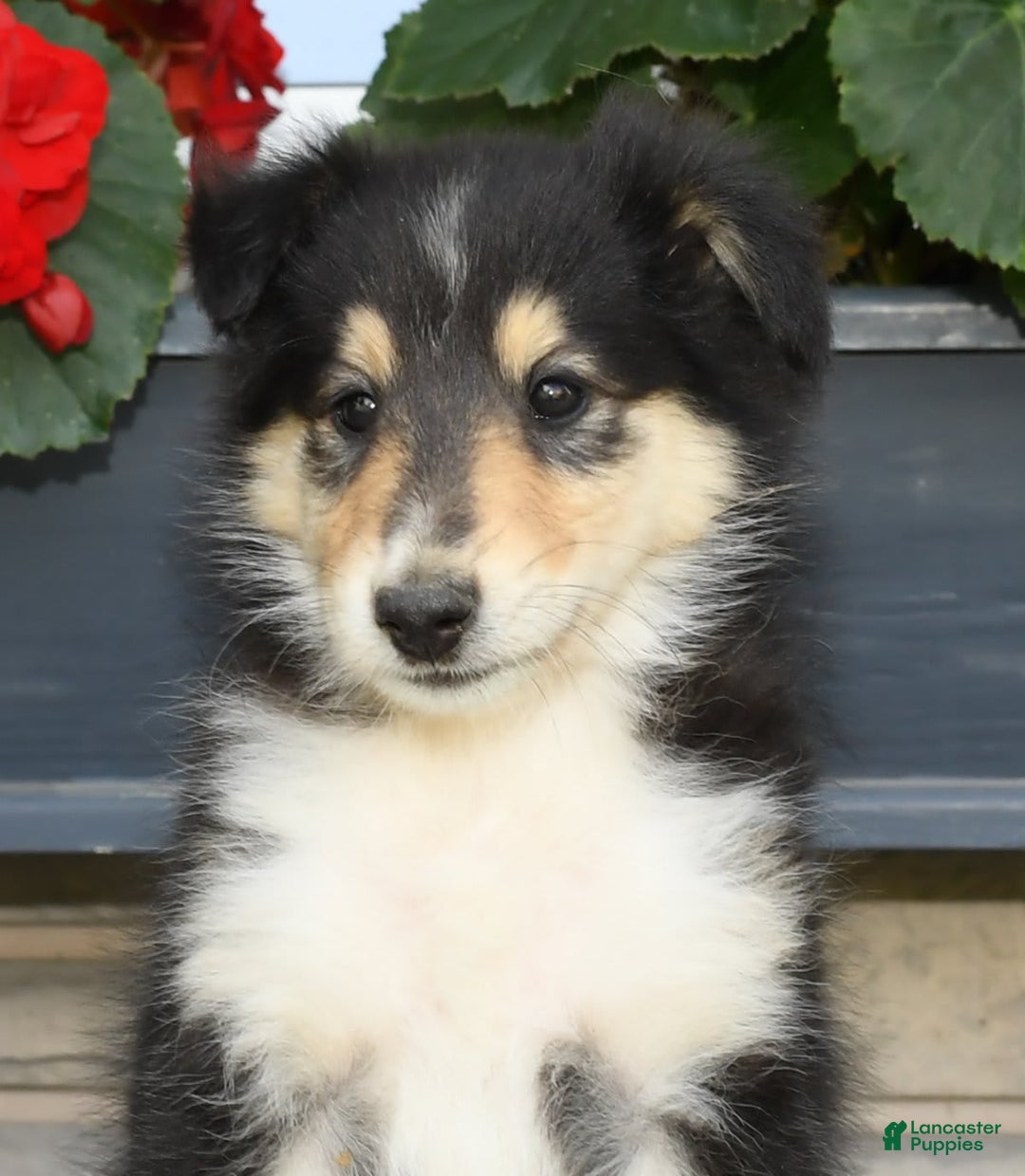 Collie dogs for sale: Patsy - Image 9