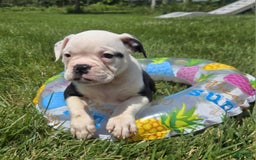 Olde English Bulldogge dogs for sale: Roger - Image 20