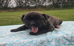 American Bulldog dogs for sale: Miss Trenchbell - Listing for pets: Miss Honey, Matilda, Miss Trenchbell, Harry - Image 4
