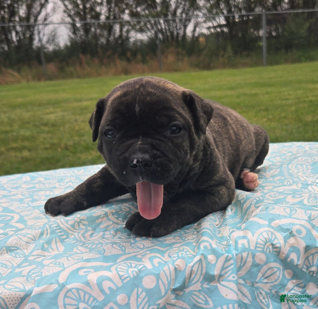 American Bulldog dogs for sale: Miss Trenchbell - Listing for pets: Miss Honey, Matilda, Miss Trenchbell, Harry - Image 4