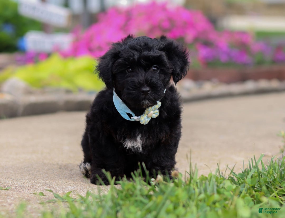 Yorkiepoo dogs for sale: Sammy - Image 6