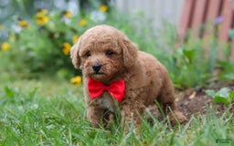 Maltipoo dogs for sale: Shiloh - Image 6