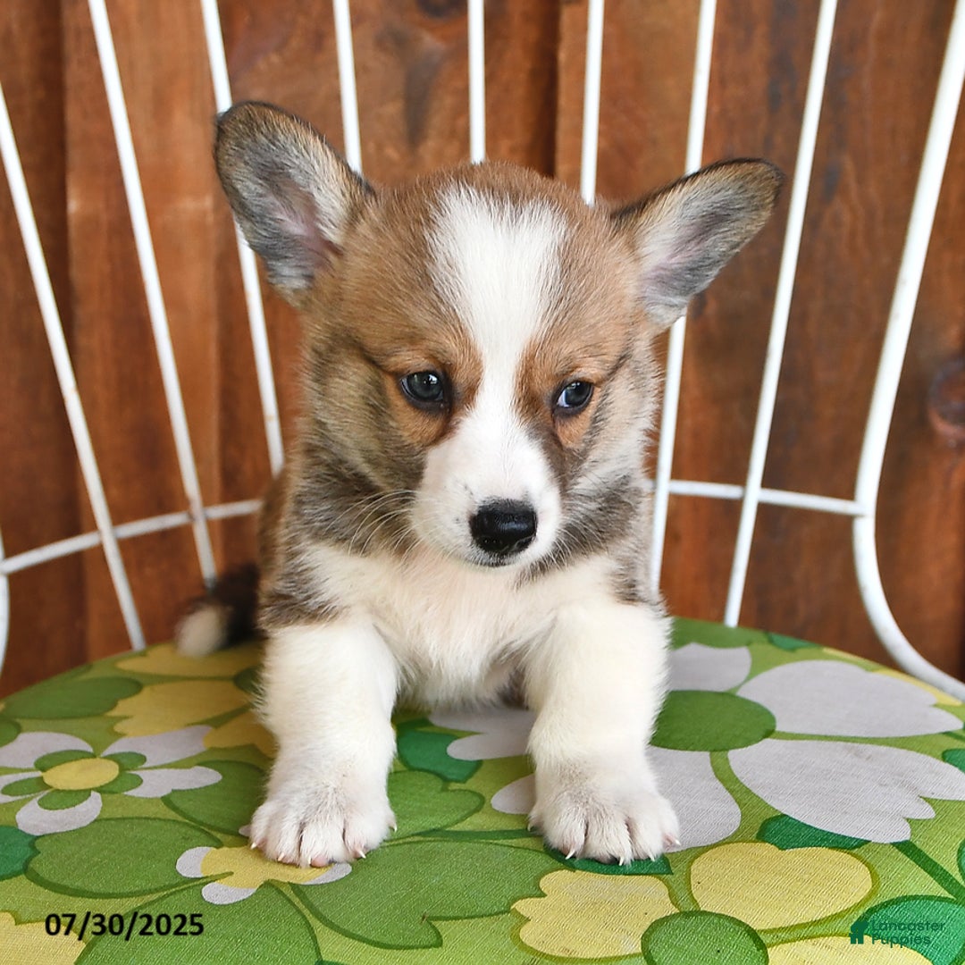 Welsh Corgi Pembroke dogs for sale: Scotty - Image 5