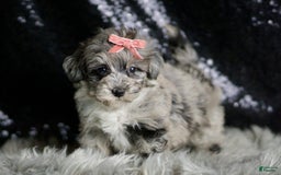 Maltipoo dogs for sale: Precious - Image 4