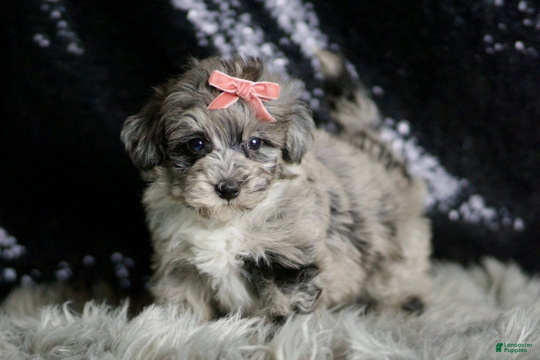 Maltipoo dogs for sale: Precious - Image 4