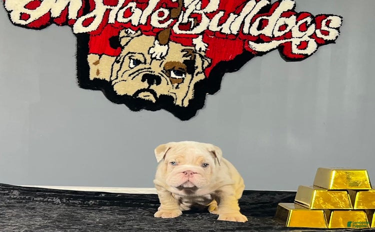 English Bulldog dogs for sale - Ad 5
