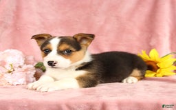 Welsh Corgi Pembroke dogs for sale: Lightning - Image 5