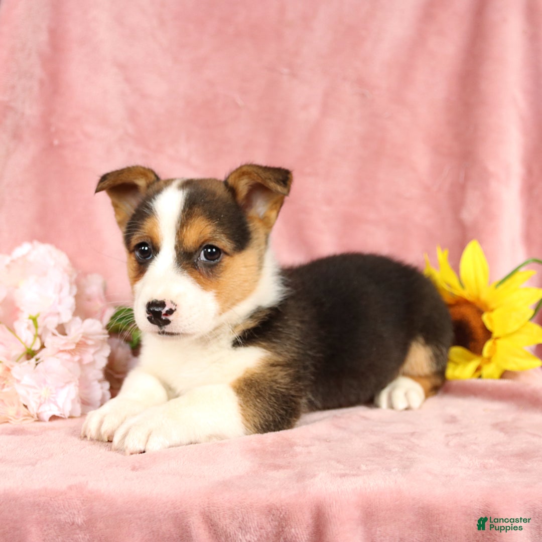 Welsh Corgi Pembroke dogs for sale: Lightning - Image 5