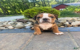 English Bulldog dogs for sale: Duke - Image 11