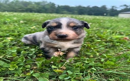 Australian Shepherd dogs for sale: Australian Shepherd 4 puppies - Image 1
