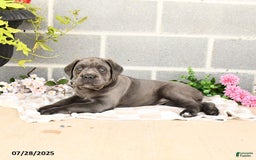 Cane Corso dogs for sale: Iris - Image 5