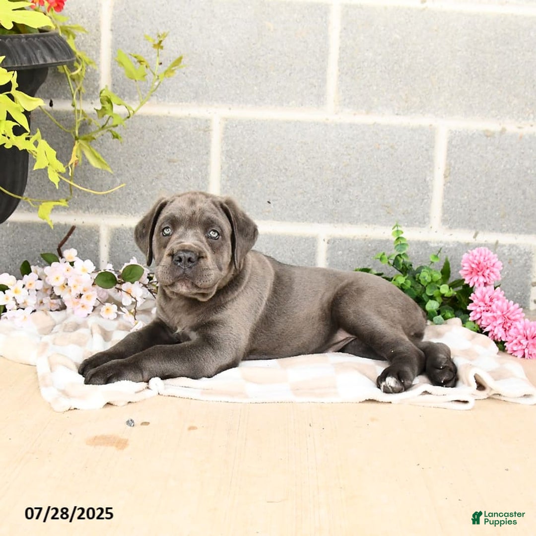 Cane Corso dogs for sale: Iris - Image 5