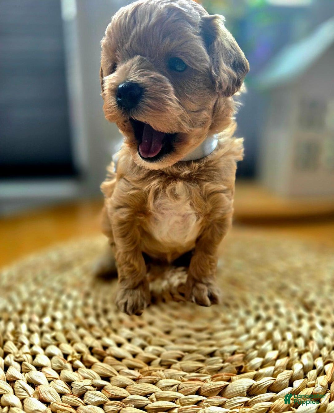 Maltipoo dogs for sale: Cloe - Image 2