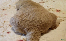 Goldendoodle dogs for sale: Mickey - Image 2