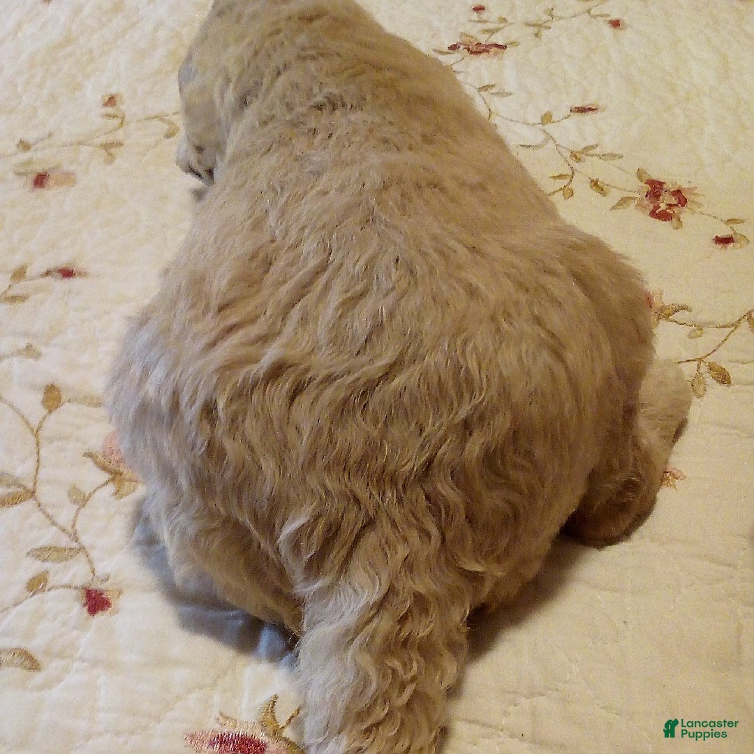 Goldendoodle dogs for sale: Mickey - Image 2