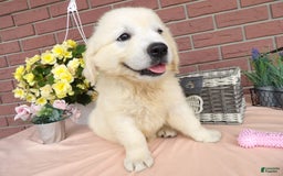 Golden Retriever dogs for sale: Luci - Image 2