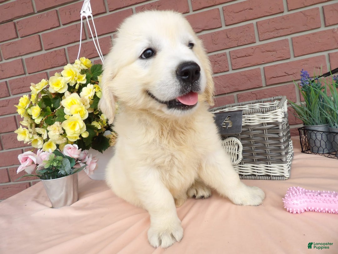 Golden Retriever dogs for sale: Luci - Image 2