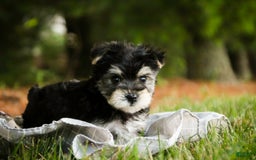 Morkie dogs for sale: Skipper - Image 2
