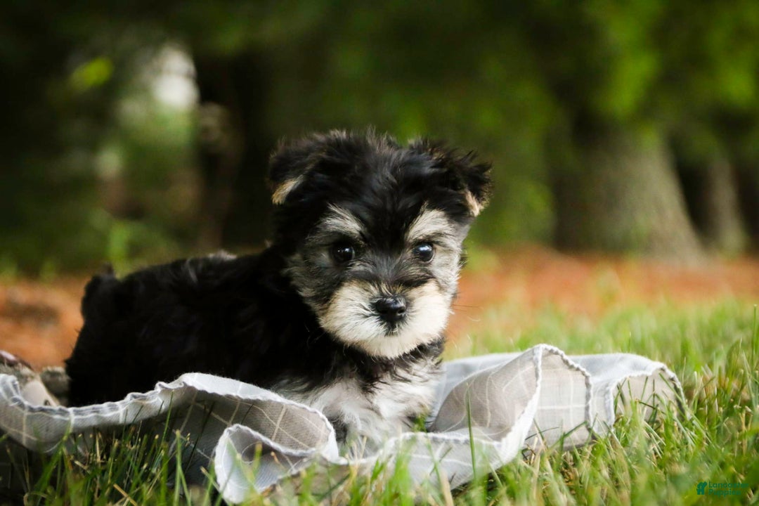 Morkie dogs for sale: Skipper - Image 2