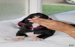 Presa Canario dogs for sale: White Boots - Image 3