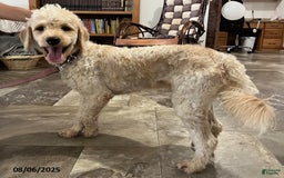Mini Goldendoodle dogs for sale: Queenie - Image 2