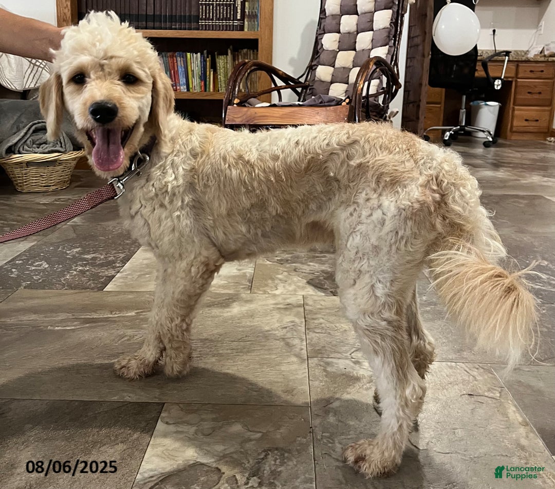 Mini Goldendoodle dogs for sale: Queenie - Image 2