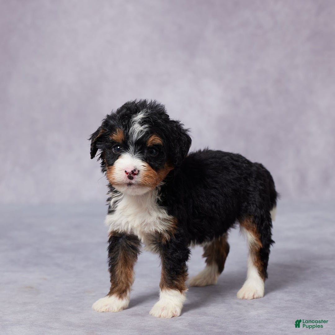 Mini Bernedoodle dogs for sale: Abel - Image 2