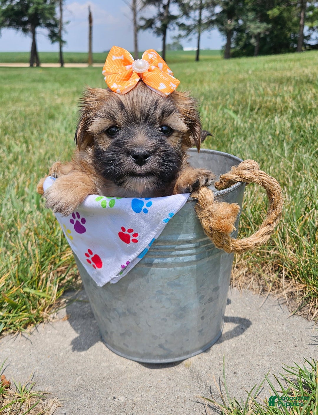 Morkie dogs for sale: Melody - Image 1