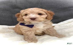 Cockapoo dogs for sale: Oliver - Image 17