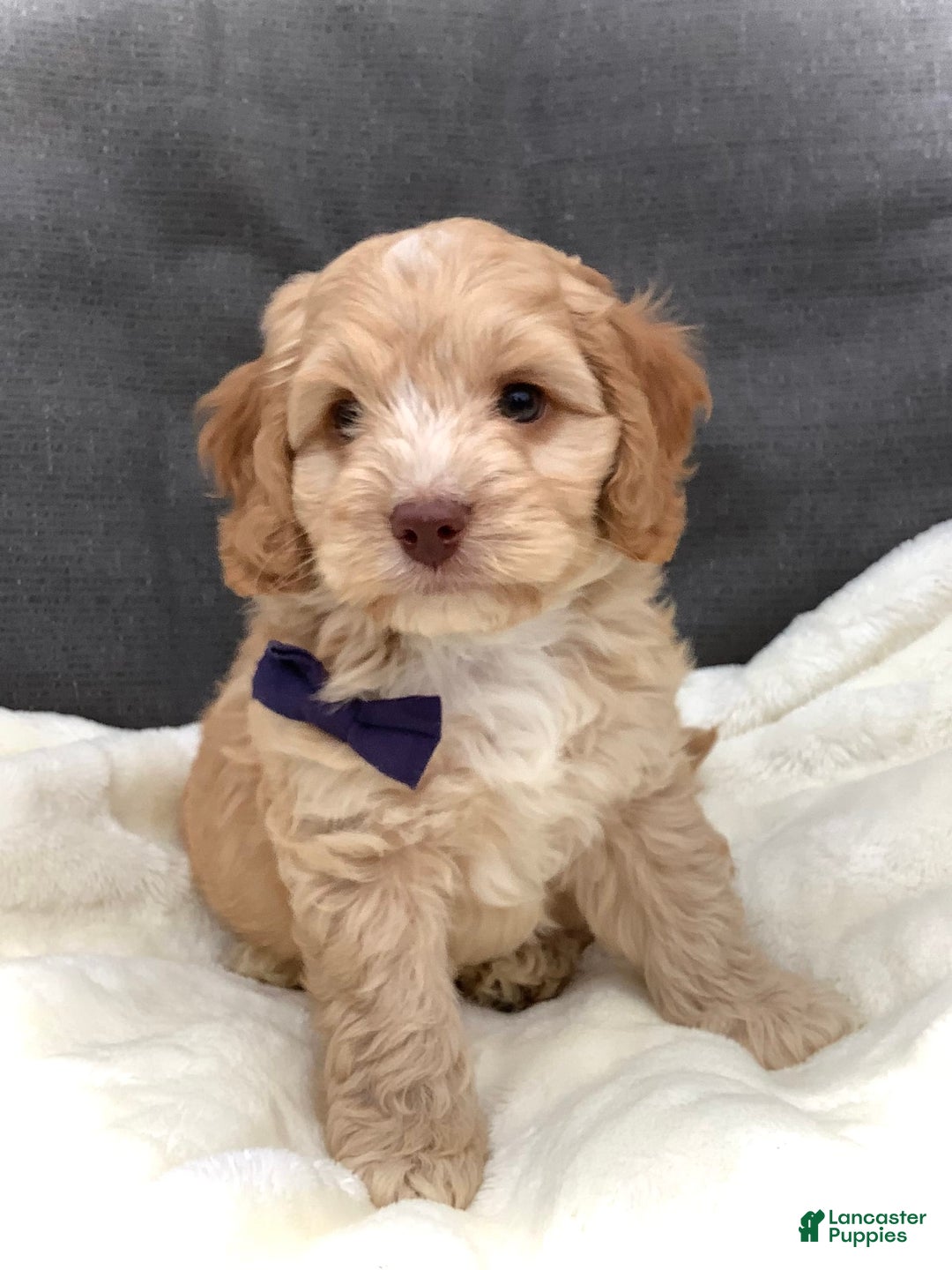 Cockapoo dogs for sale: Oliver - Image 17