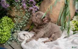 French Bulldog dogs for sale: Pearl - Image 7