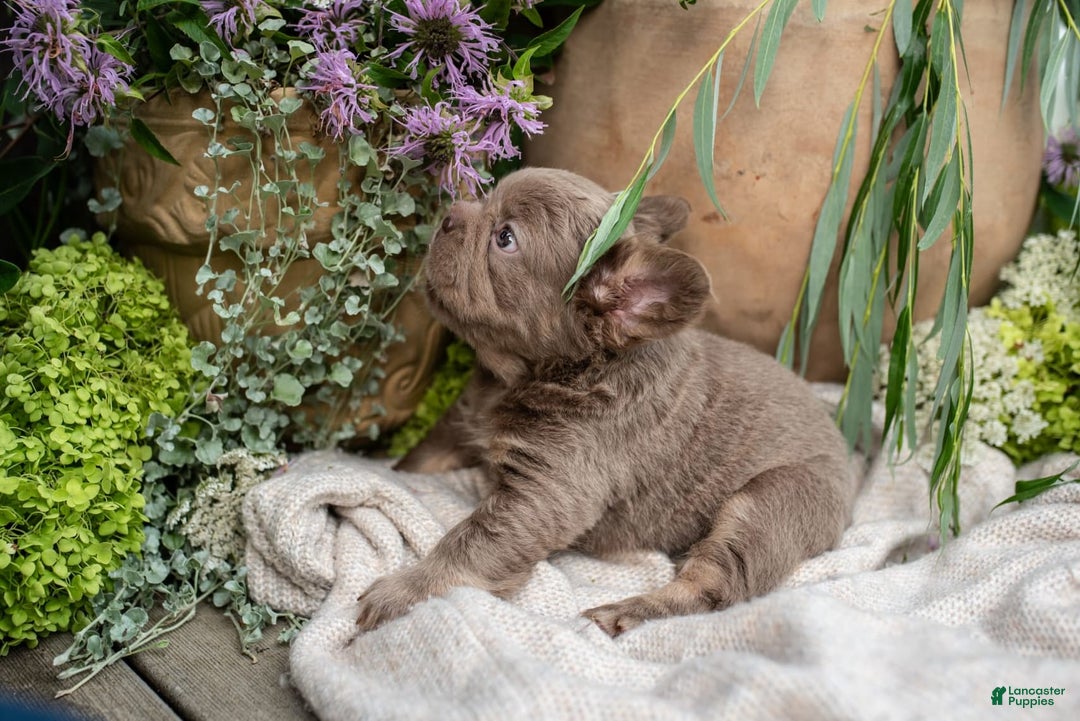 French Bulldog dogs for sale: Pearl - Image 7