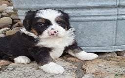Mini Bernedoodle dogs for sale: Banjo - Image 20