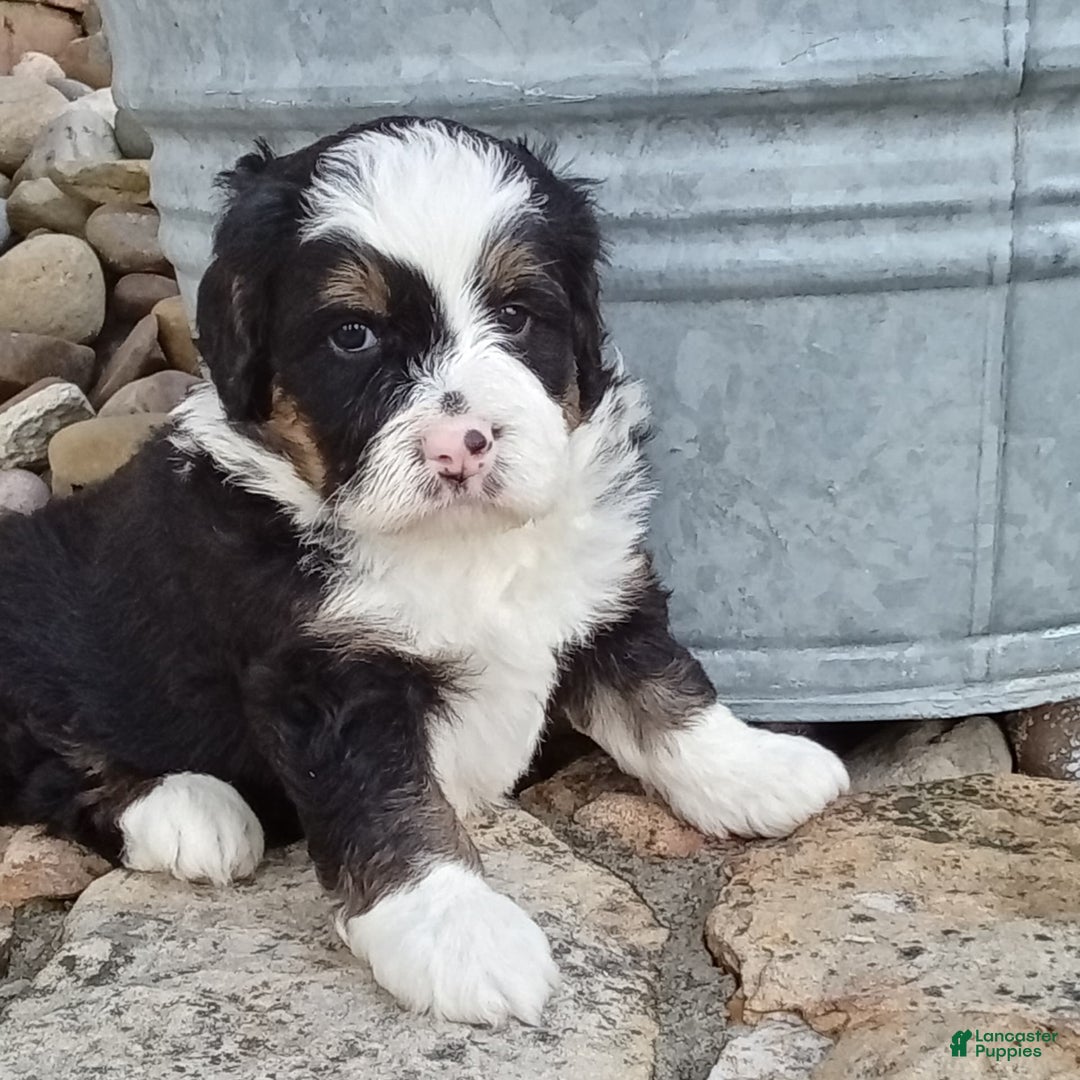 Mini Bernedoodle dogs for sale: Banjo - Image 20