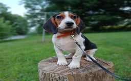 Beagle dogs for sale: Max - Image 4